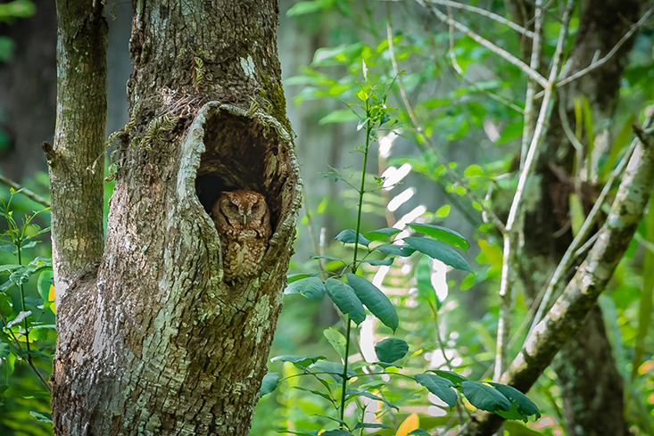 An owl in a tree cavity.