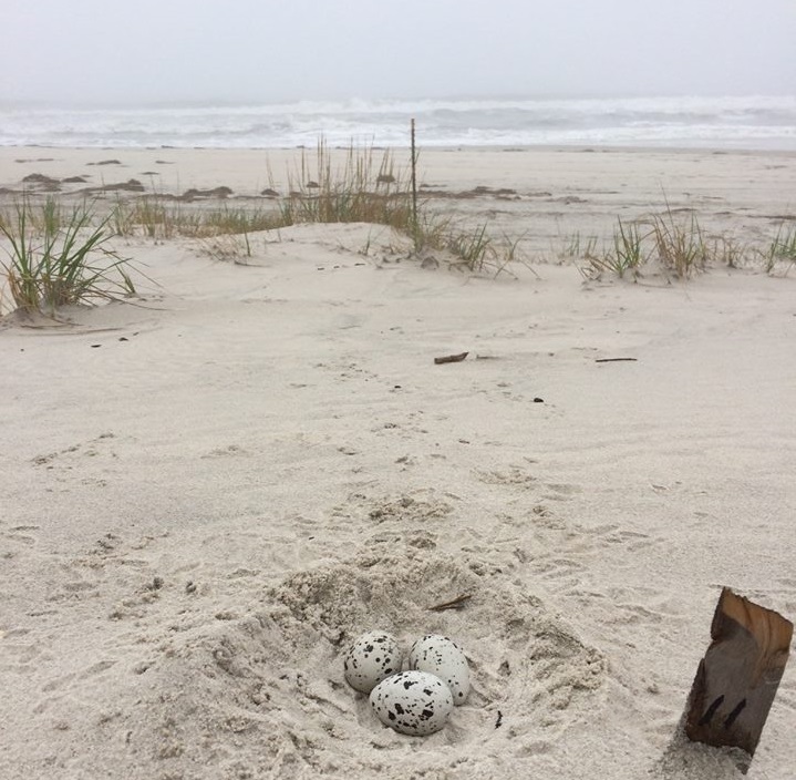 American Oystercatcher nest on Long Island