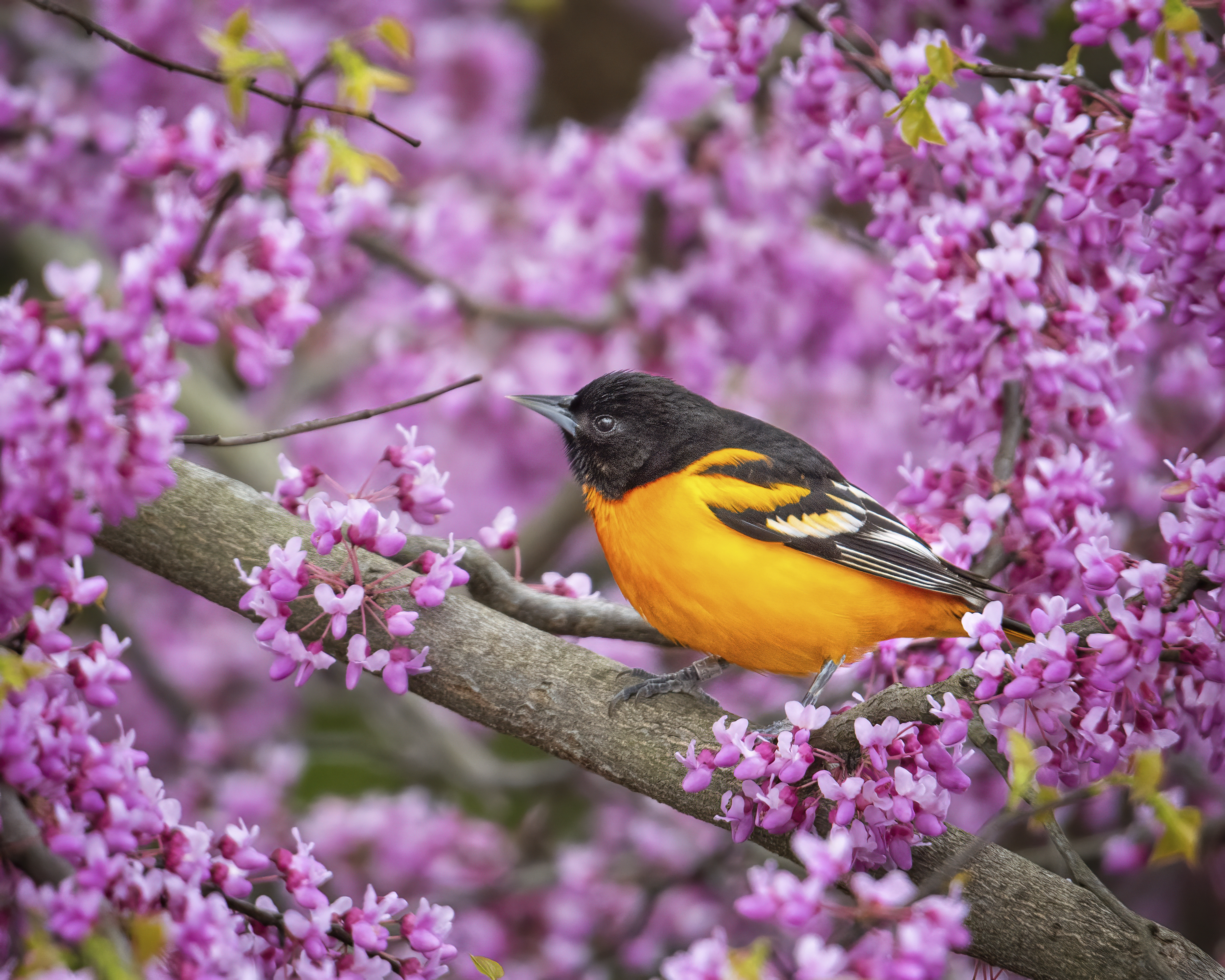 Baltimore Oriole, Ottawa National Wildlife Refuge, Ohio Mandatory credit Linda Scher/Audubon Photography Awards