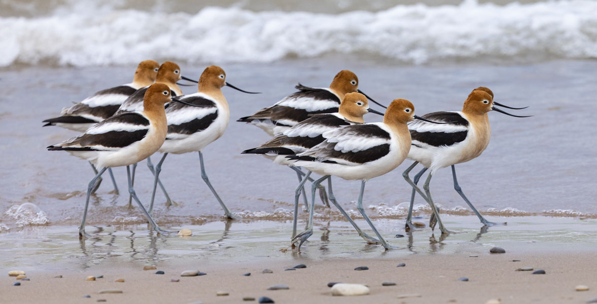 A small flock of American Avocets walk on the shore.