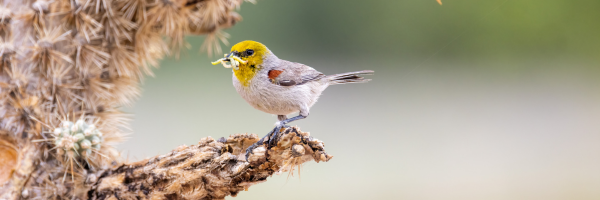 Verdin