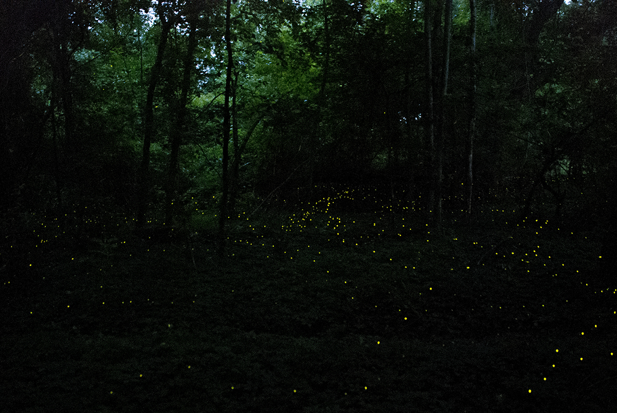 Fireflies glowing at Beidler Forest