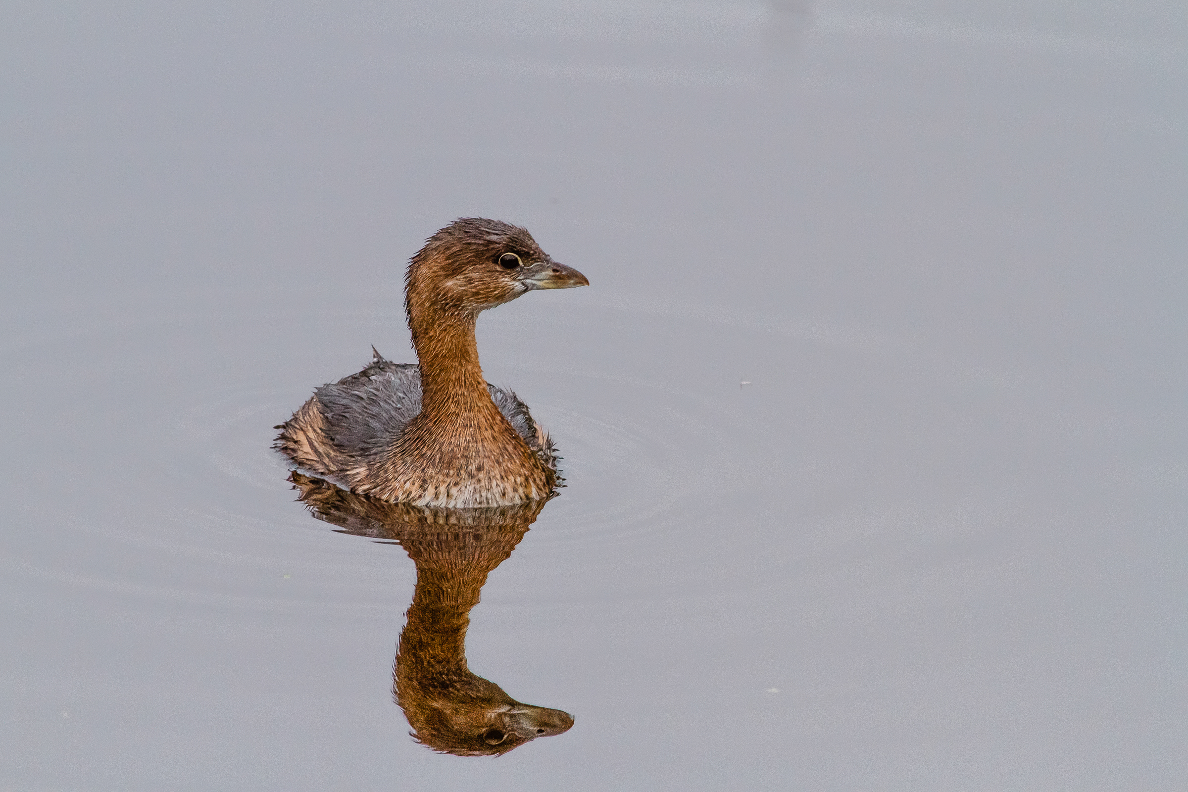 Pied-billed Grebe swimming in calm water, with a reflection.