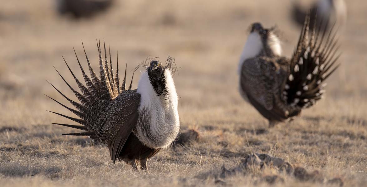 Greater Sage-Grouse lekking.