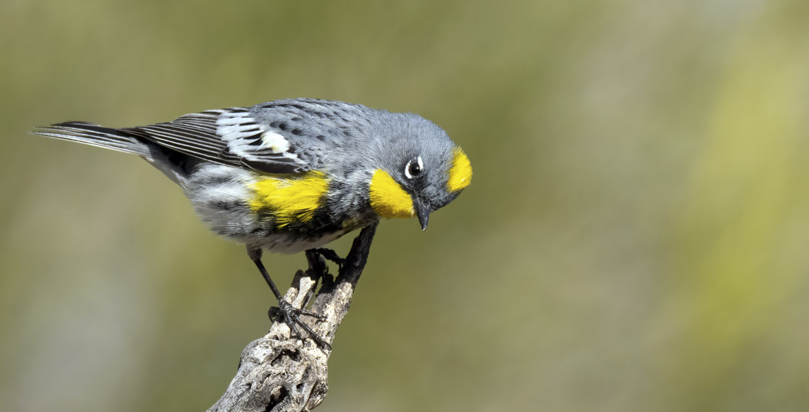 Male Yellow-rumped Warbler perched on a branch.