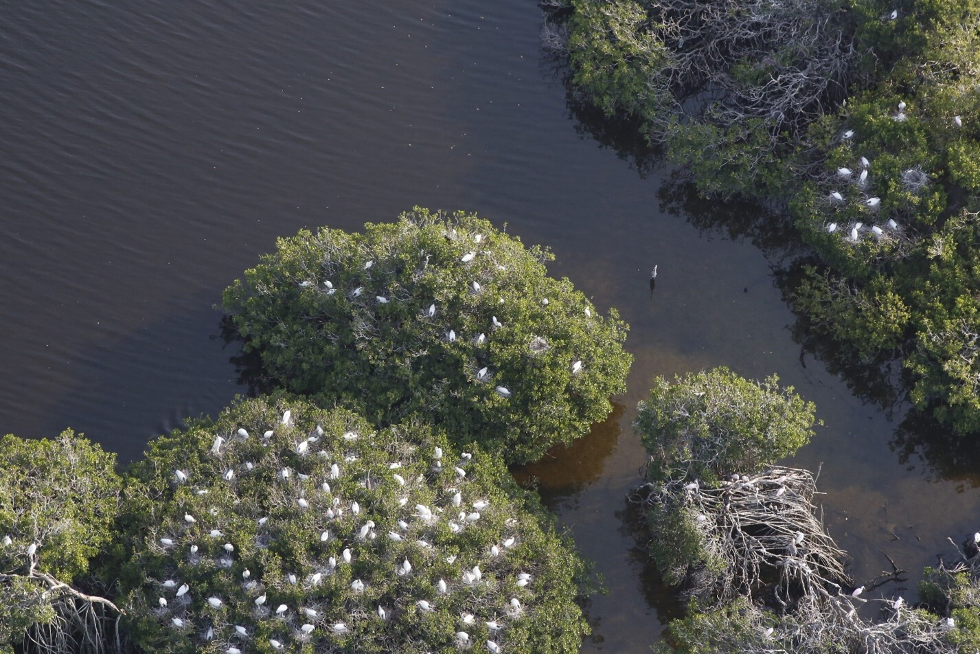 Aerial photo of islands with white birds nesting in the treetops