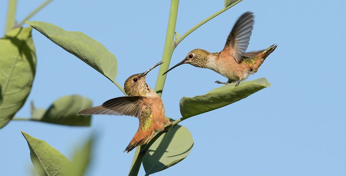 Hummingbirds of the genus <i>Selasphorus</i>.