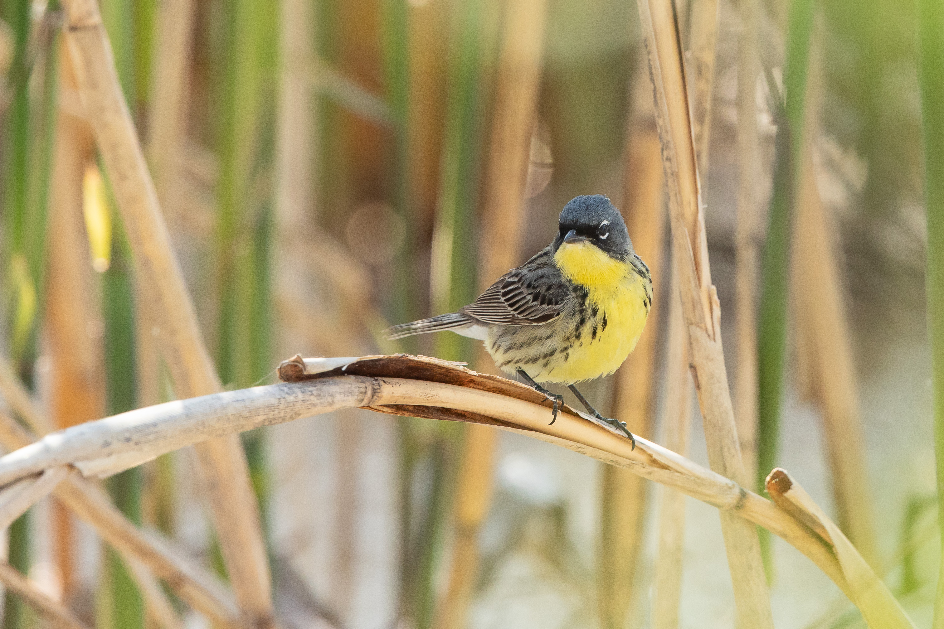 Kirtlands Warbler, Magee Marsh Wildlife Area, Ohio. Photo: John Troth/Audubon Photography Awards