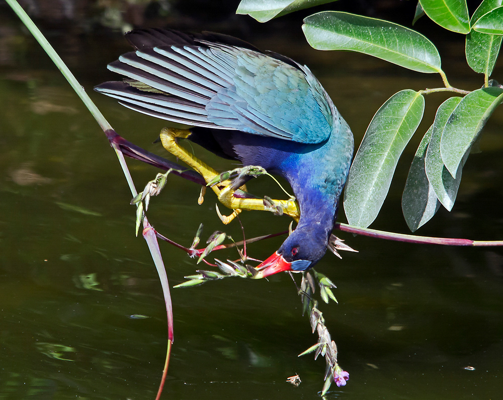 Purple Gallinule standing on a branch above the water.