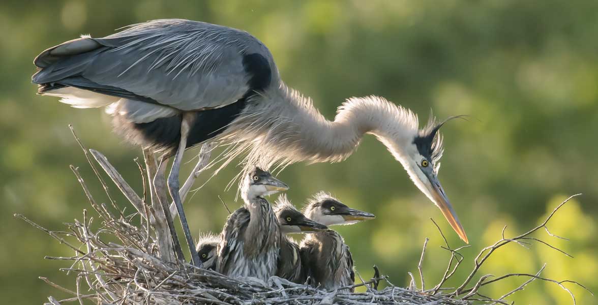 A Great Blue Heron adult and chicks in a nest.