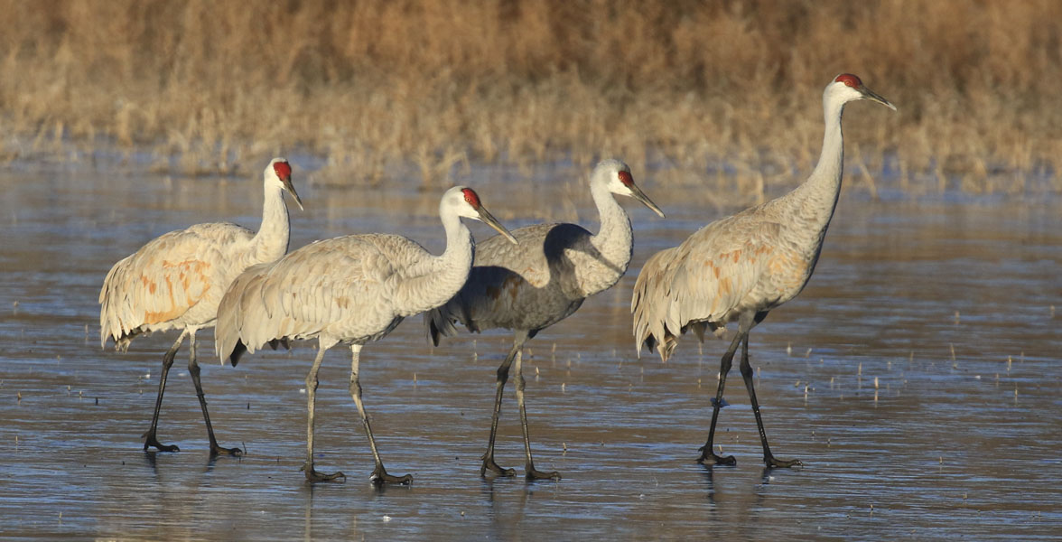 Four tall, thin, grey birds walk on frozen body of water.