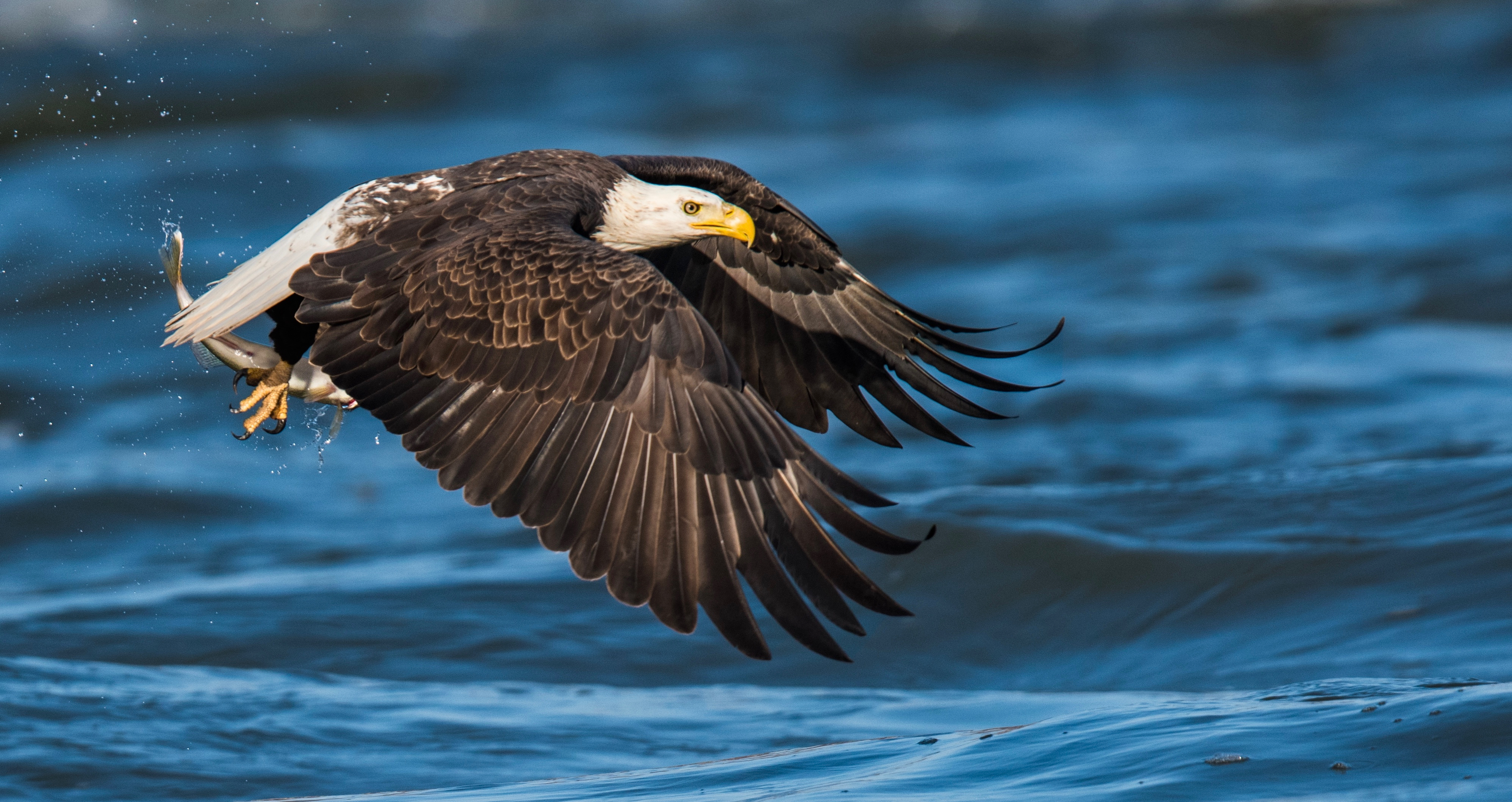 Bald Eagle. Venu Challa/Audubon Photography Awards