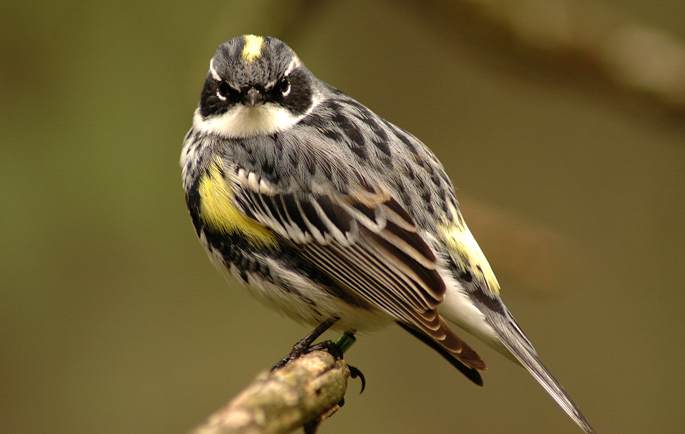 Yellow-rumped Warbler. Photo: Noah Browning/Audubon Photography Awards.