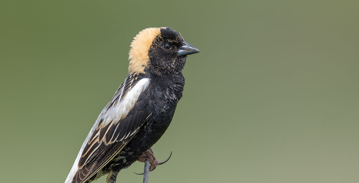 A male Bobolink perched on a branch.