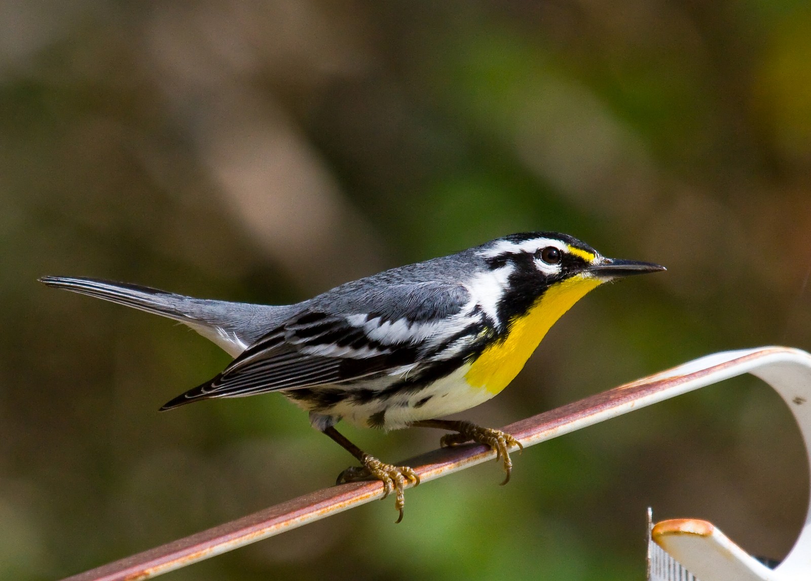 Yellow-throated Warbler sitting on a piece of garden equipment. 