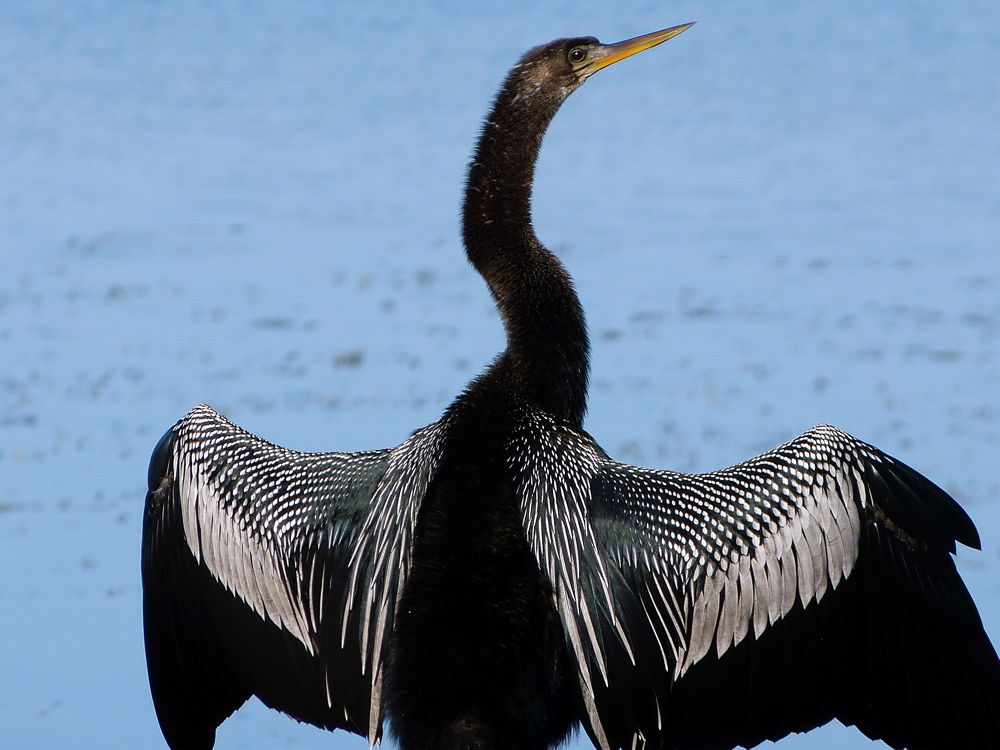 Anhinga with outstretched wings, with water in the background.