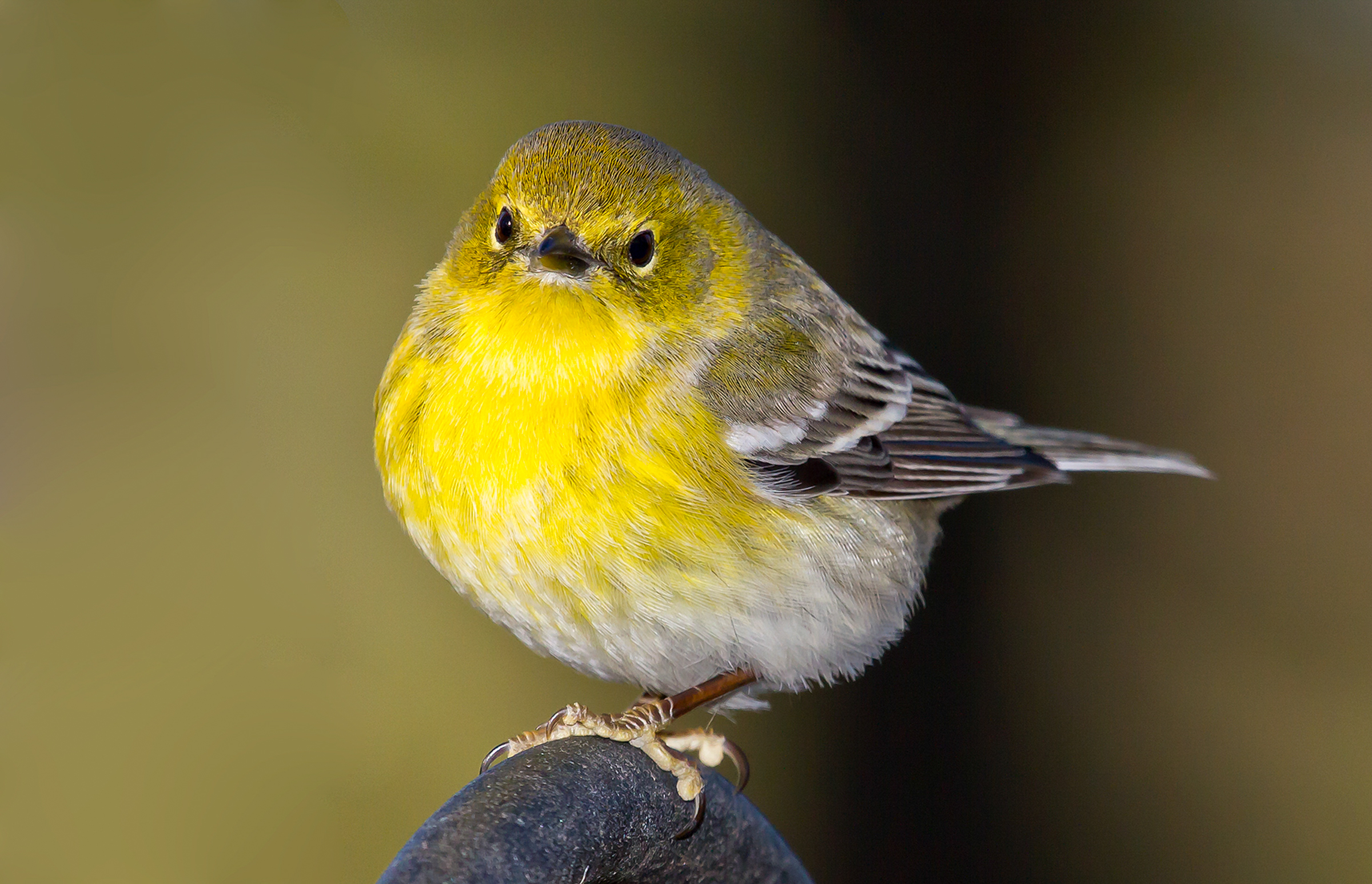 Close up of a perched Pine Warbler looking at the camera.