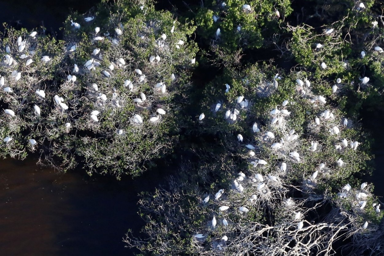 Aerial photo of white birds in treetops