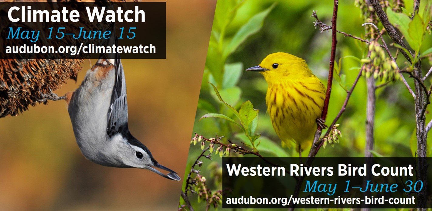 Two images showing a White-breasted Nuthatch and a Yellow Warbler. Text reads: "Climate Watch - May 15 - June 15 / audubon.org/climatewatch / Western Rivers Bird Count - May 1 - June 30 / audubon.org/western-rivers-bird-count"