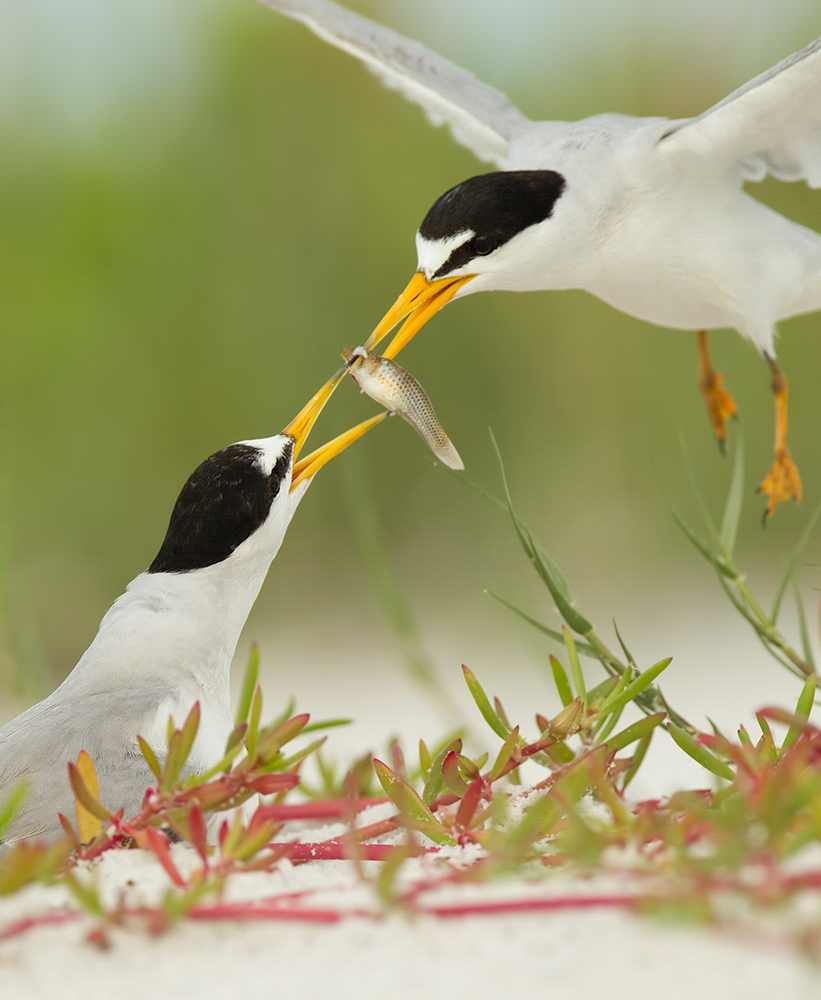 California Least Tern. Photo: Robert Blanchard/Audubon Photography Awards