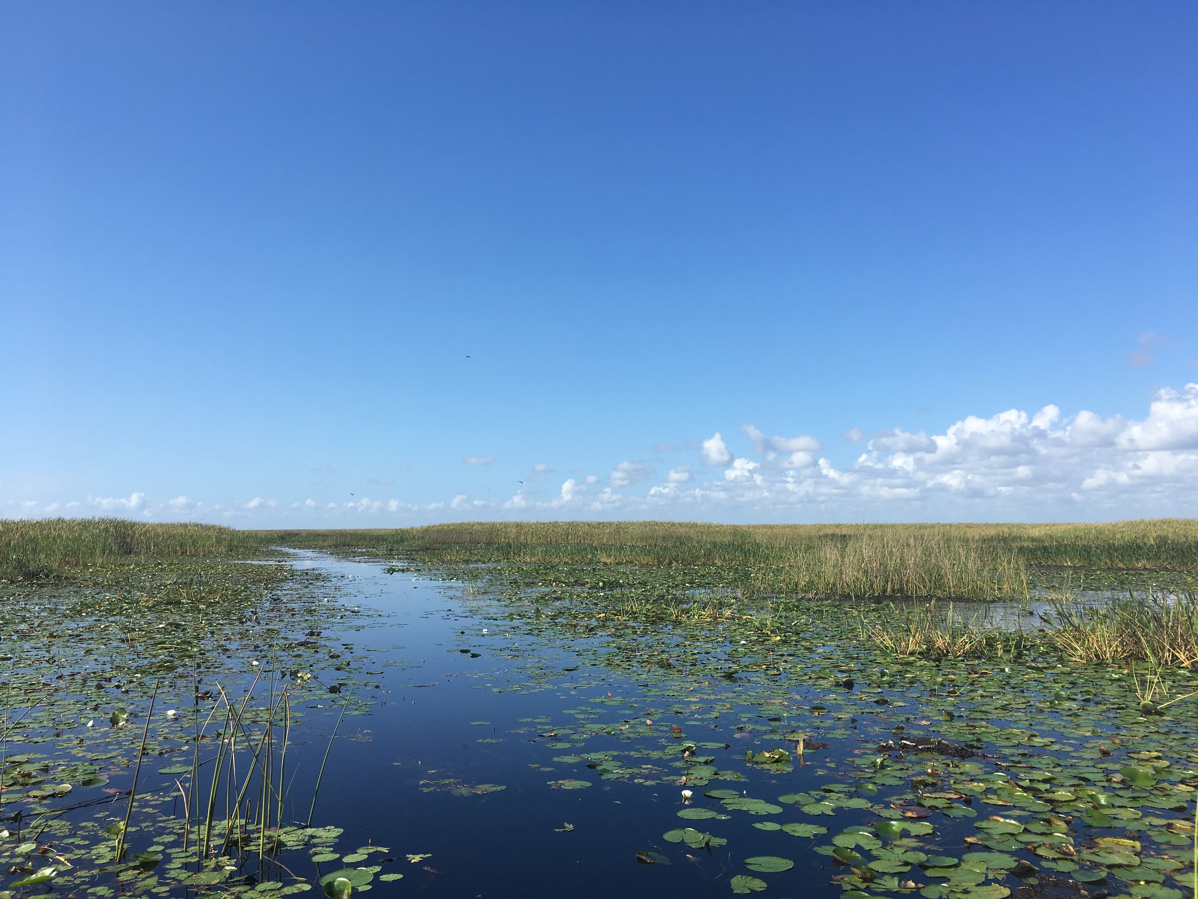 A photo of water surrounded by aquatic plants under a blue sky - Lake Okeechobee.