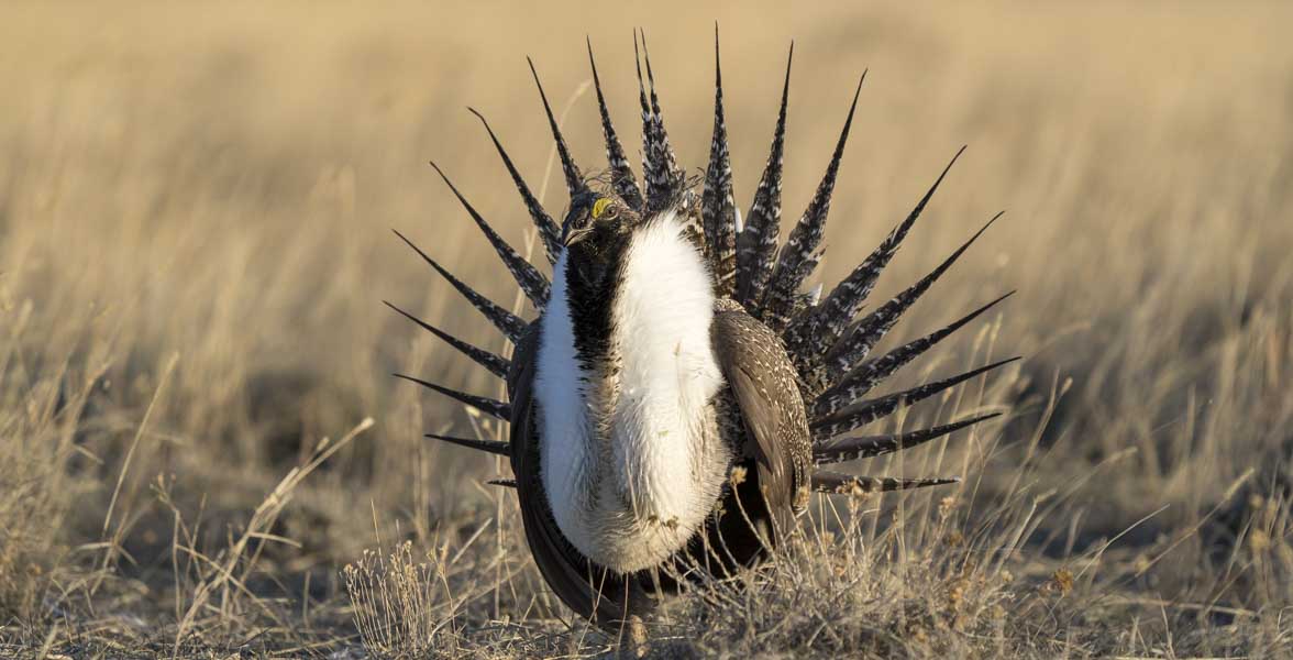 A Greater Sage-Grouse performs a courtship display.