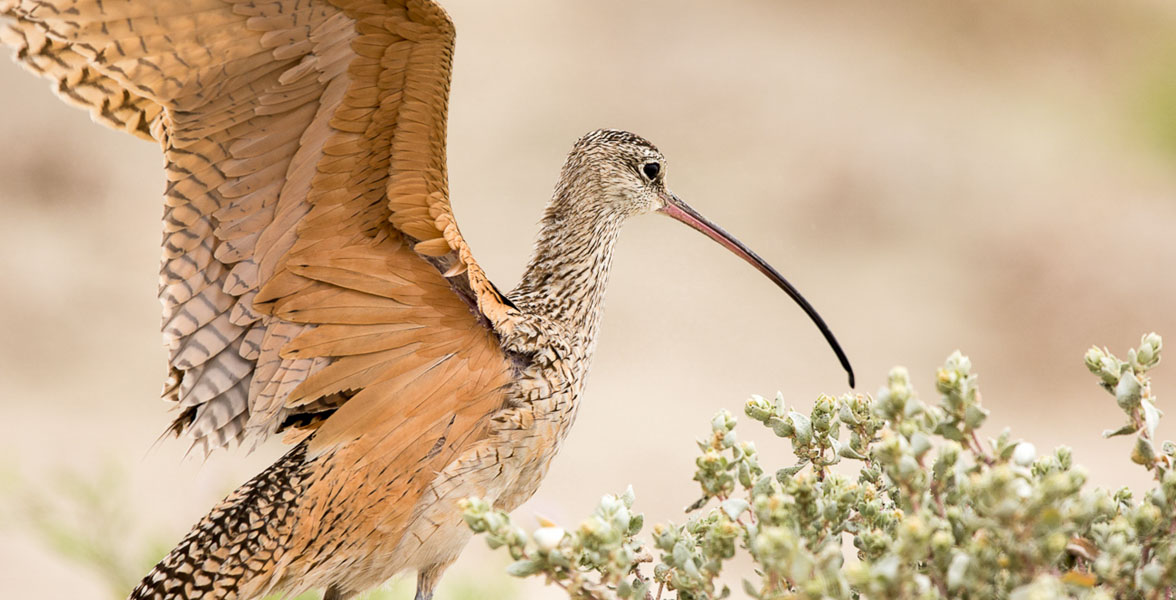 A brown and beige shorebird with a long, curved bill stands near a shrub with its wings extended.