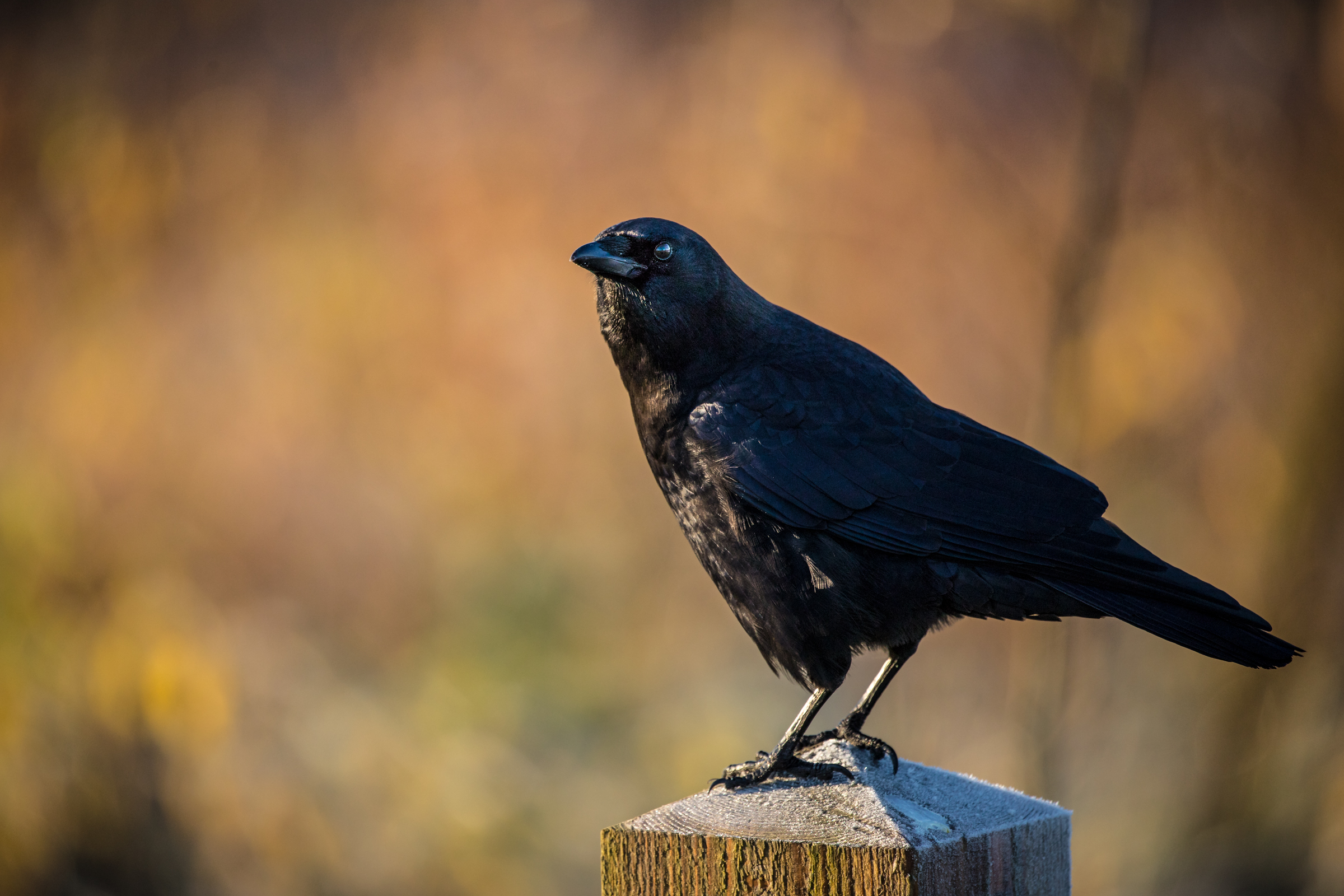 A medium sized black bird is perched on a wooden post