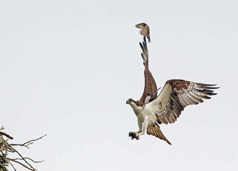 Osprey flys away from an Eastern Kingbird.