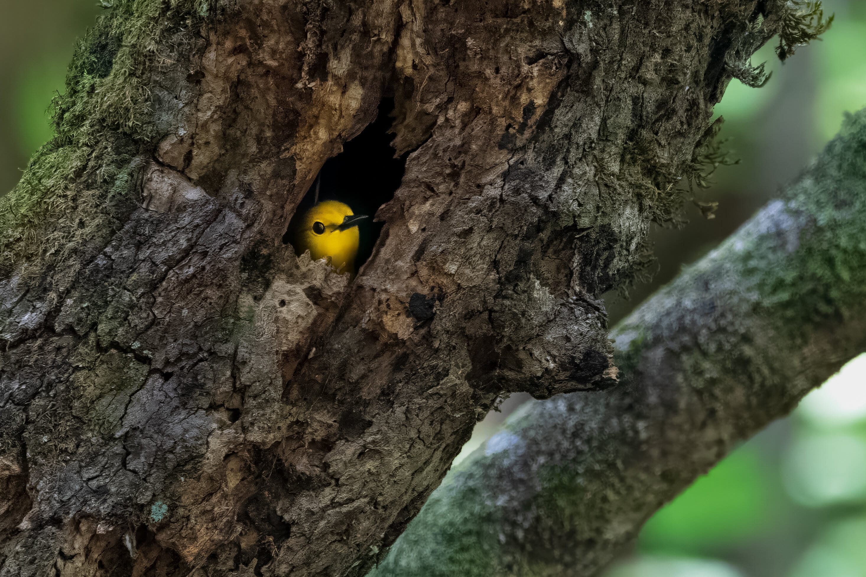 The head of a yellow bird with black eyes and beak stares out from a small cavity hole in a stump