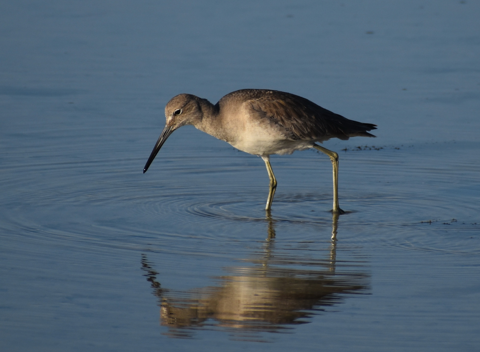 A wading bird standing in shallow water