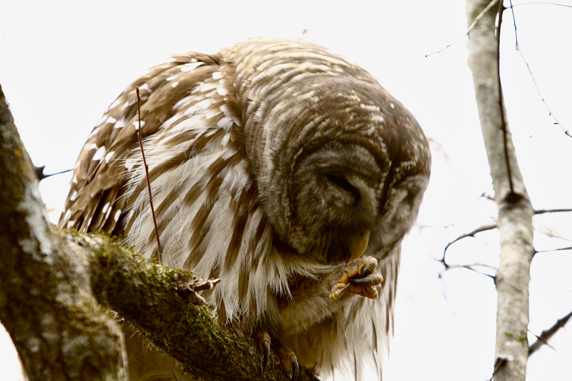 "The full-bodied Barred owl is parti-striped in brown and white. The owl perches on the right foot, and cocks up the left foot with a gnarled claw. It leans its head forward to preen the left leg feathers."