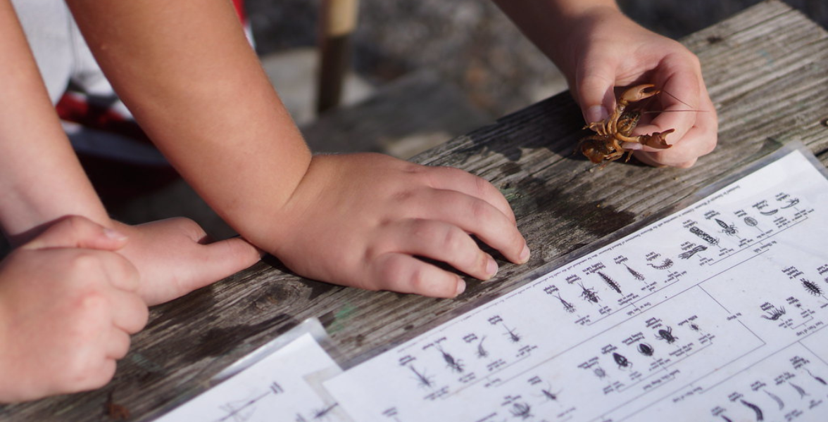 A child holds a small crayfish while comparing it to a printed chart of pond creatures as another child observes.