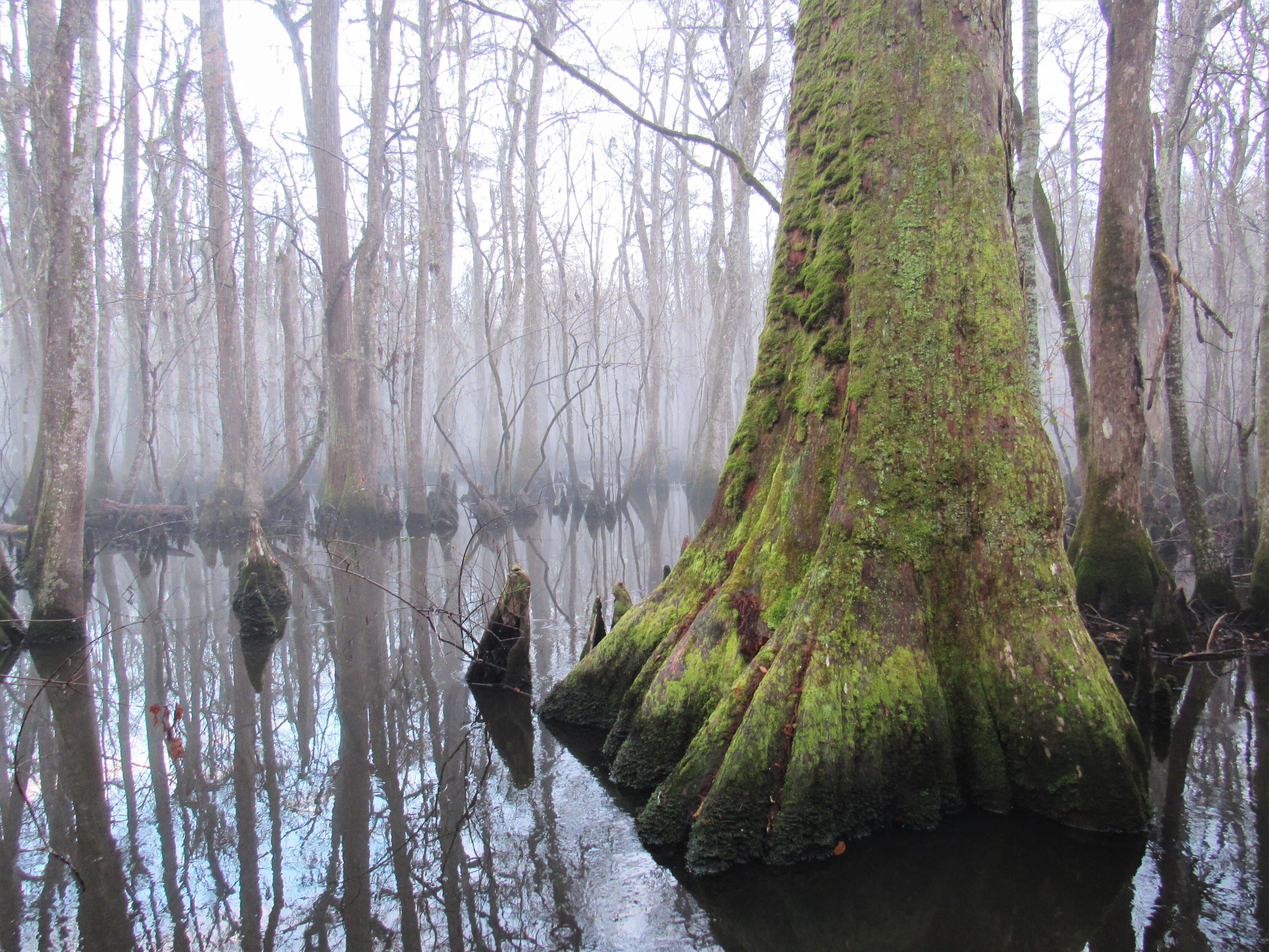 A large buttress of a cypress tree is covered in green moss and fog is settling above dark water. 