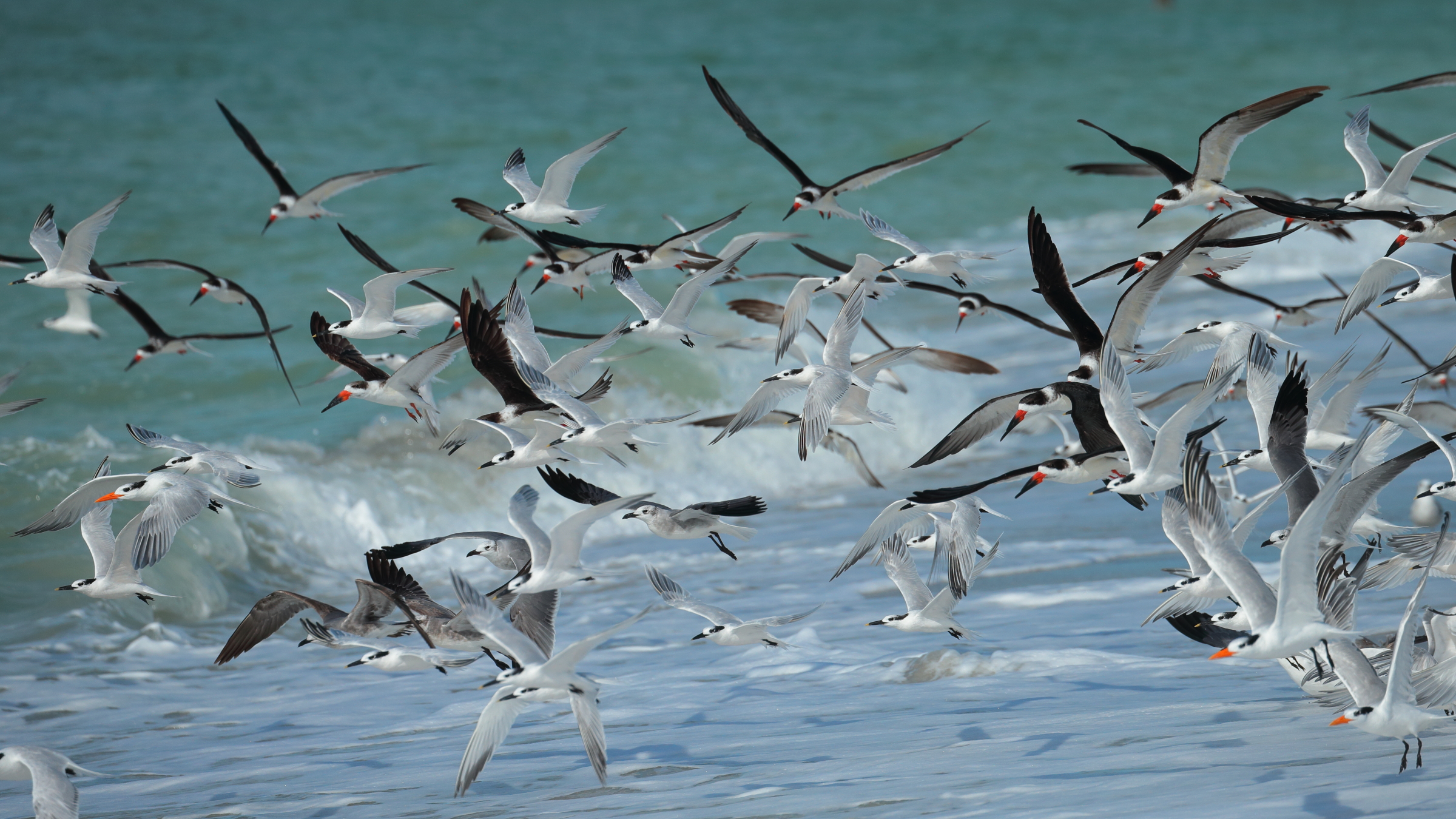 Terns, Gulls, and Black Skimmers. Photo: Rober Shupak/Audubon Photography Awards.