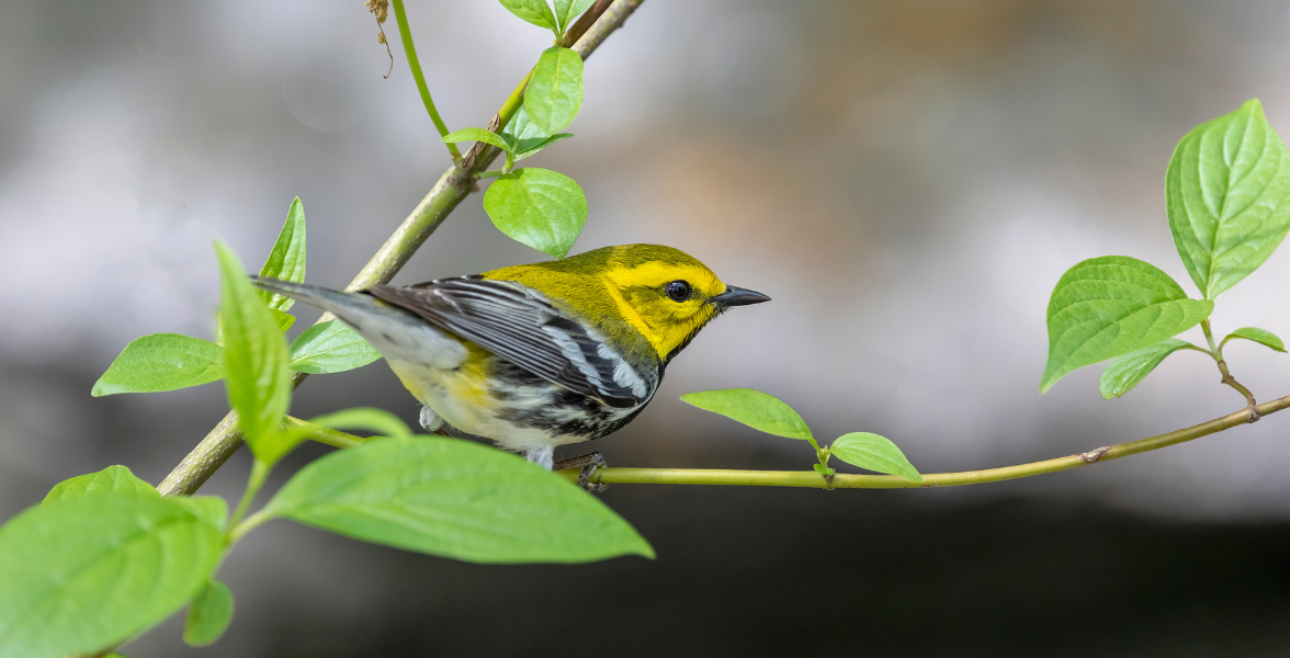 A Black-throated Green Warbler perches on a leafy twig.