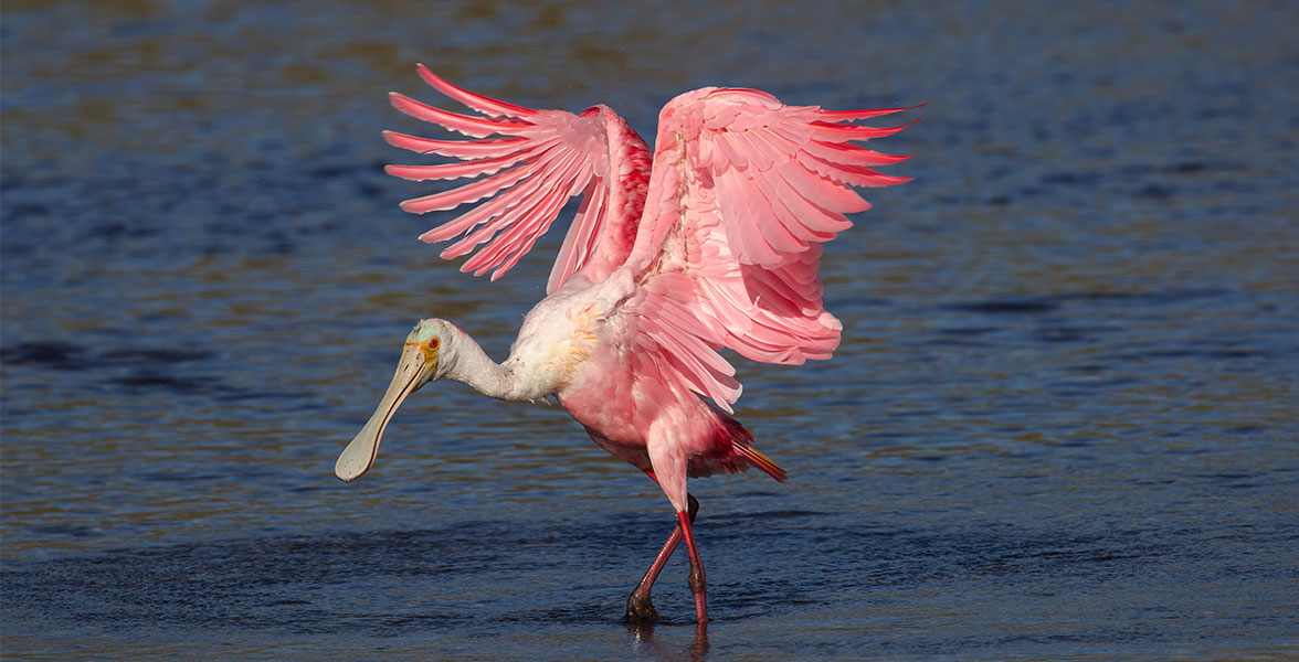 Roseate Spoonbill.