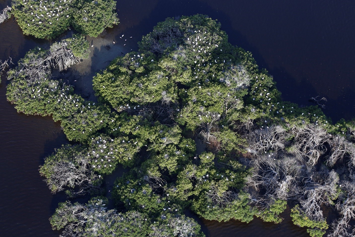 Aerial view of trees with white birds in them surrounded by water.