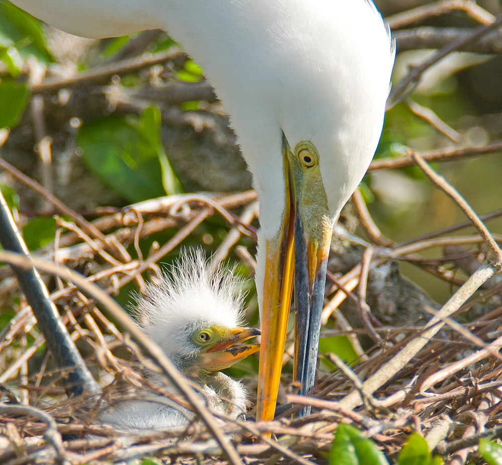 Great Egret feeding a fuzzy egret chick in a stick nest.