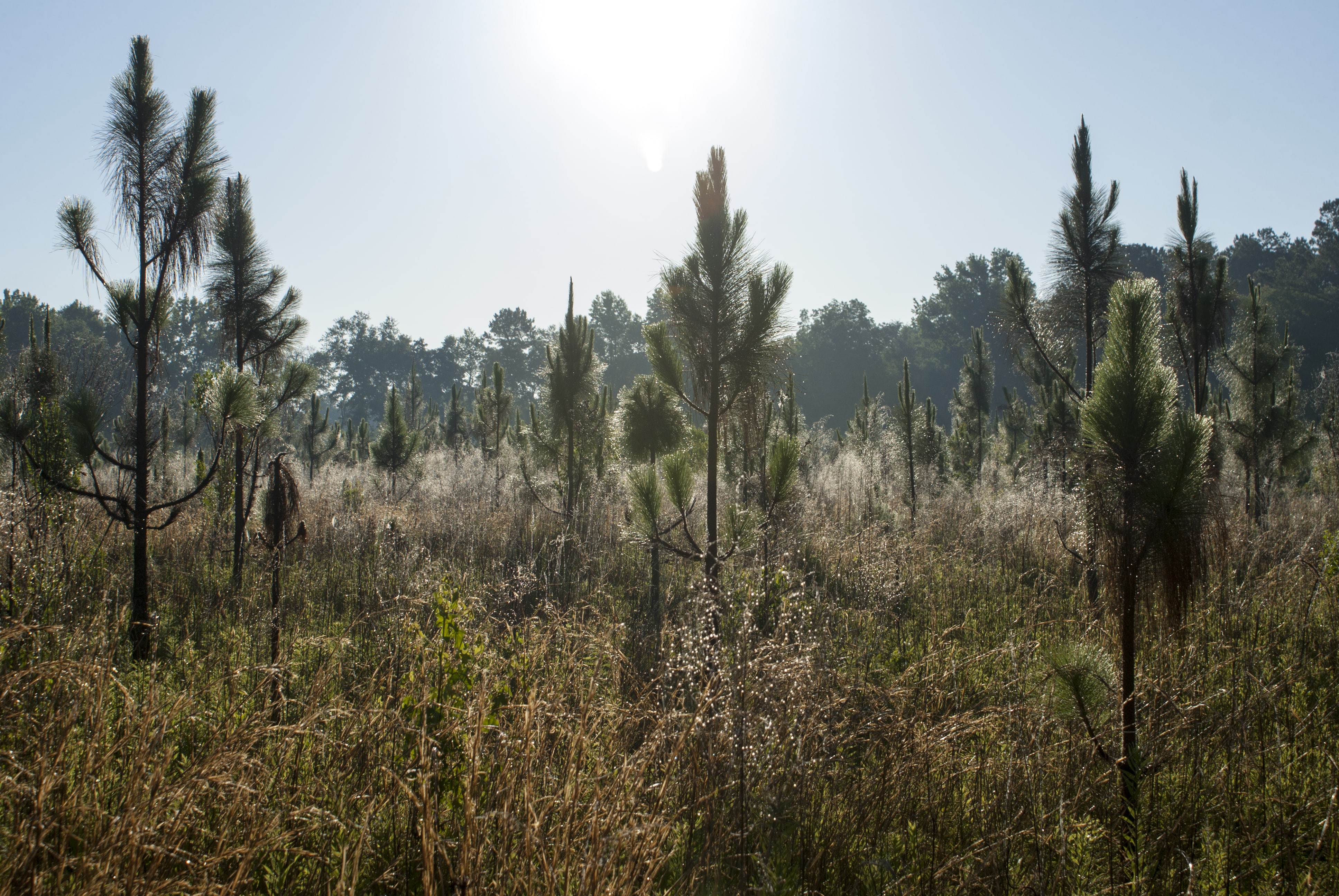 Immature Longleaf Pine stand in rows along a morning grassy field. The sun is rising. 