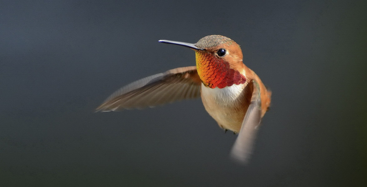 Rufous Hummingbird. Photo: Tania Simpson/Audubon Photography Awards