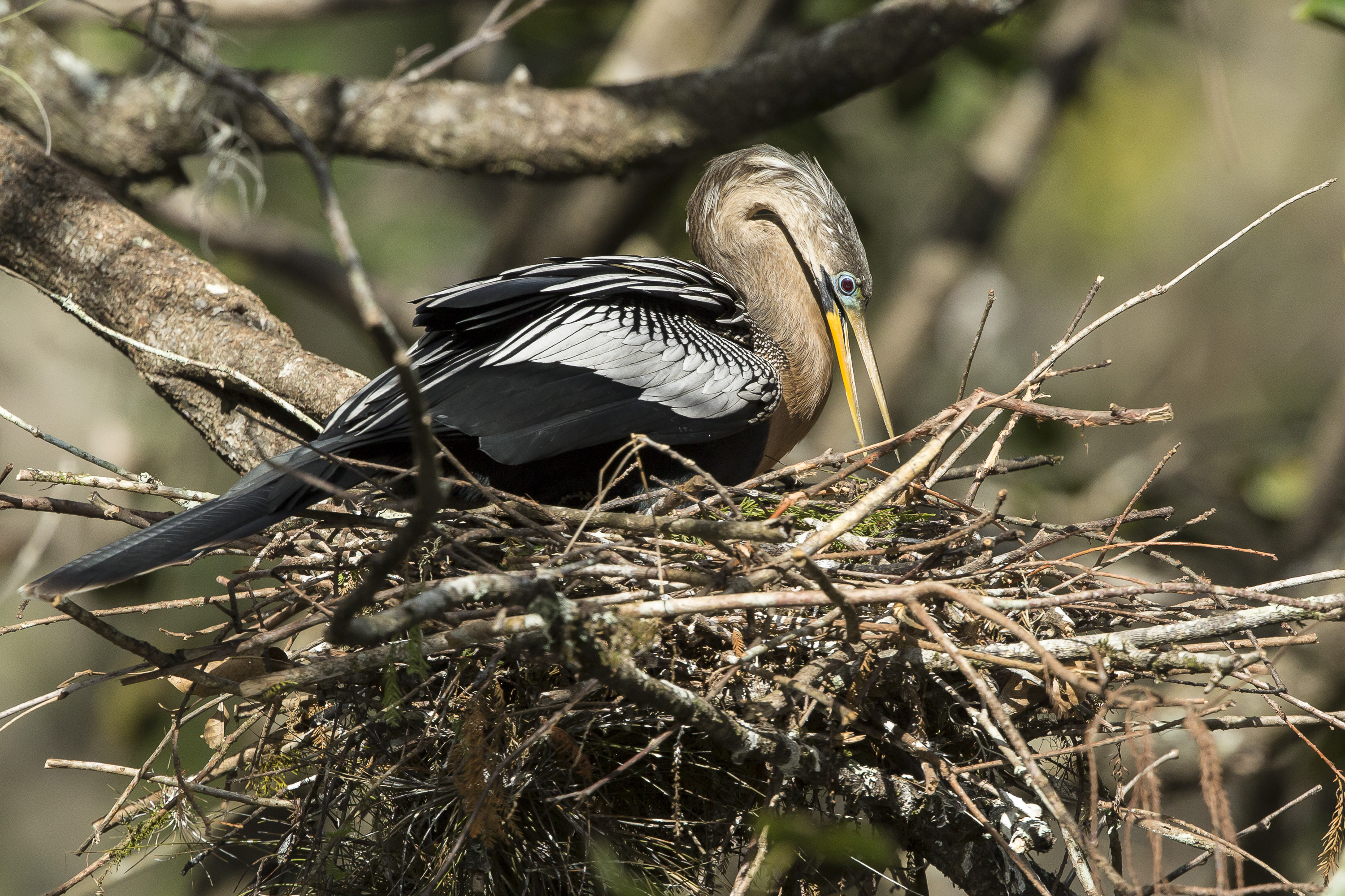 Anhinga sitting on a large stick nest, with tree limbs in the background. Photo: John Troth/Audubon Photography Awards.