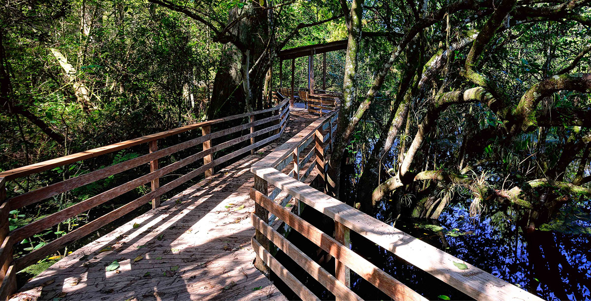 Corkscrew Swamp Sanctuary boardwalk