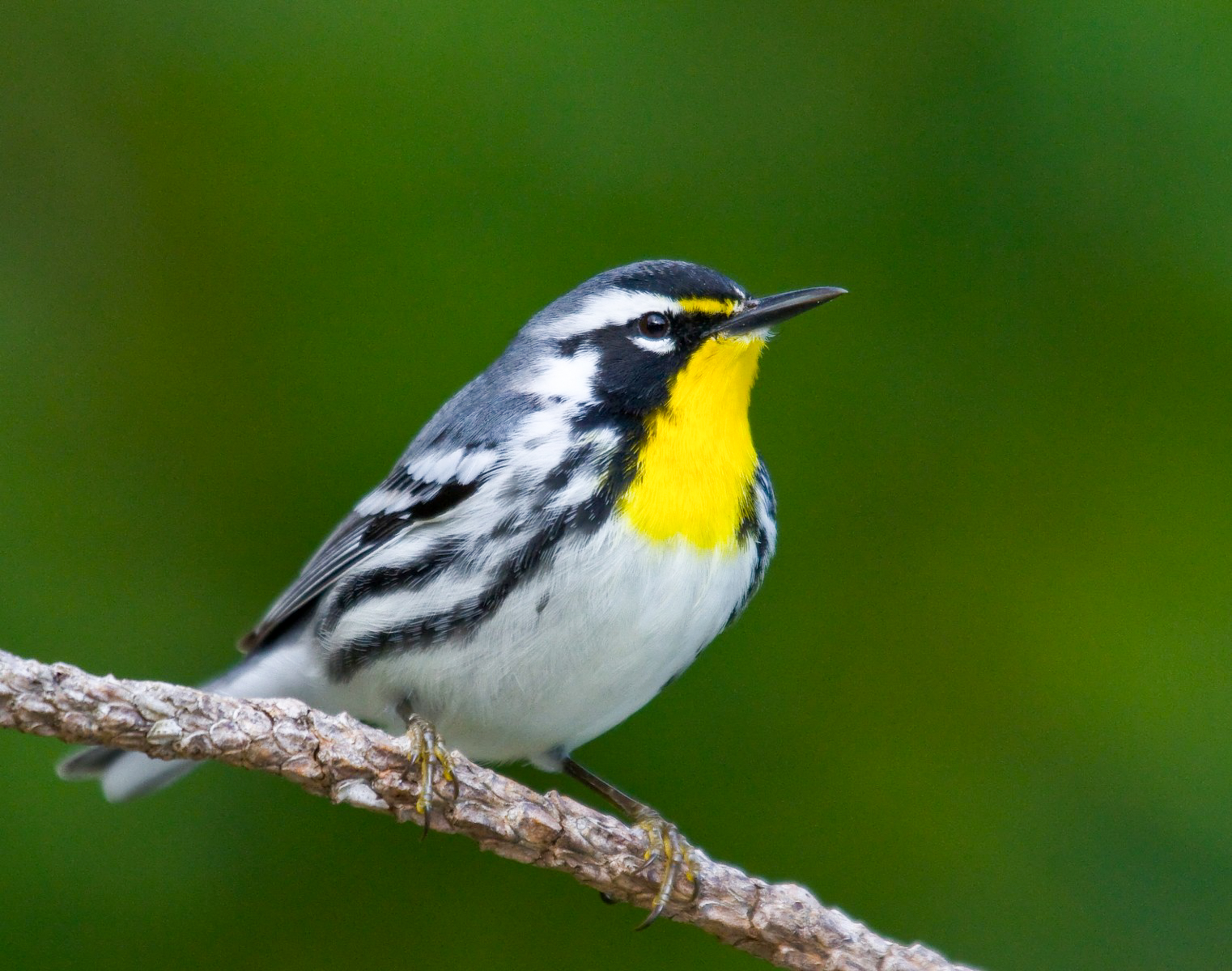 Yellow-throated Warbler sitting on a branch, with a green background.