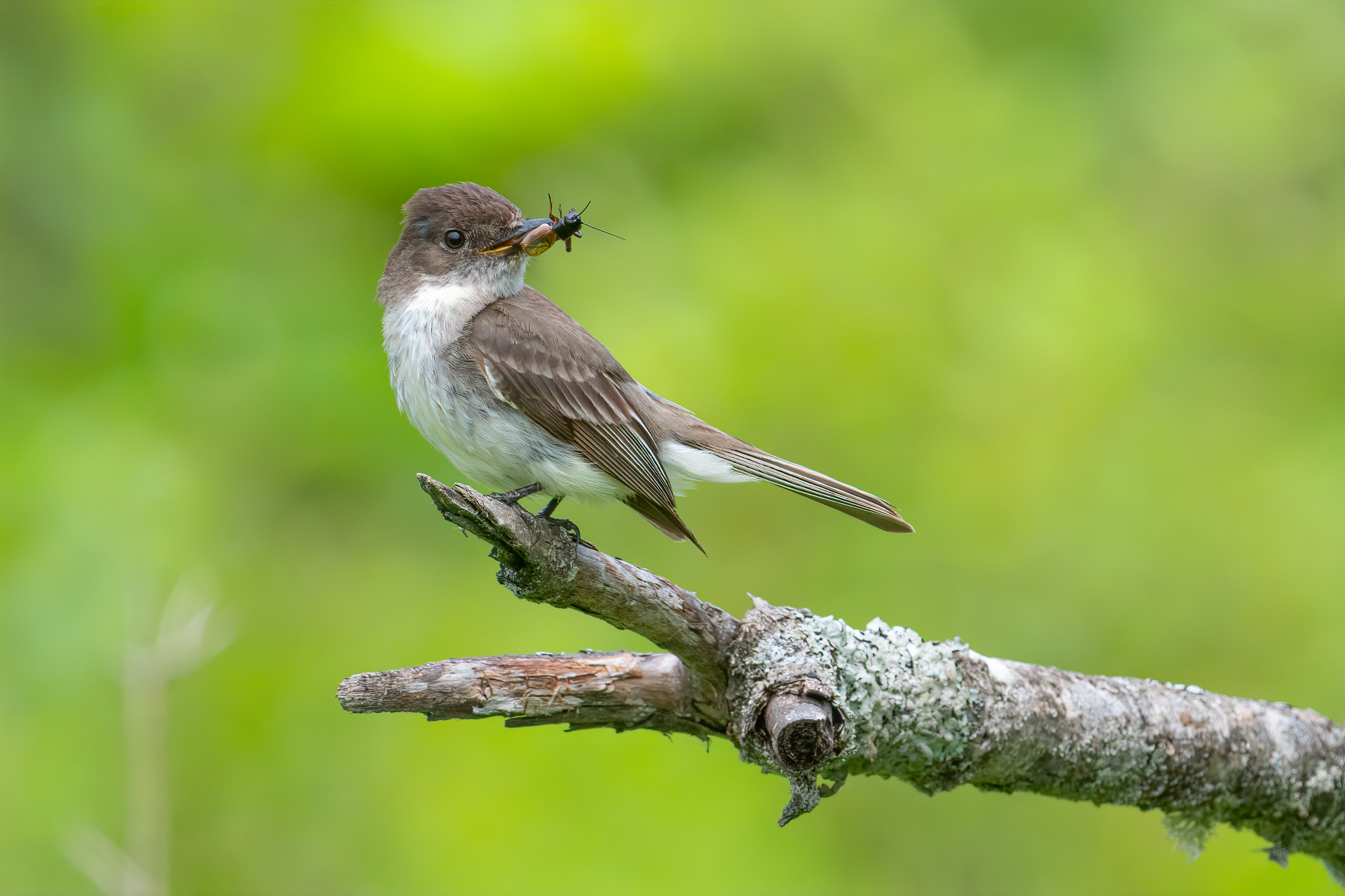 Eastern Phoebe perched on a branch, with an insect in its beak. Photo: Sheen Watkins/Audubon Photography Awards.
