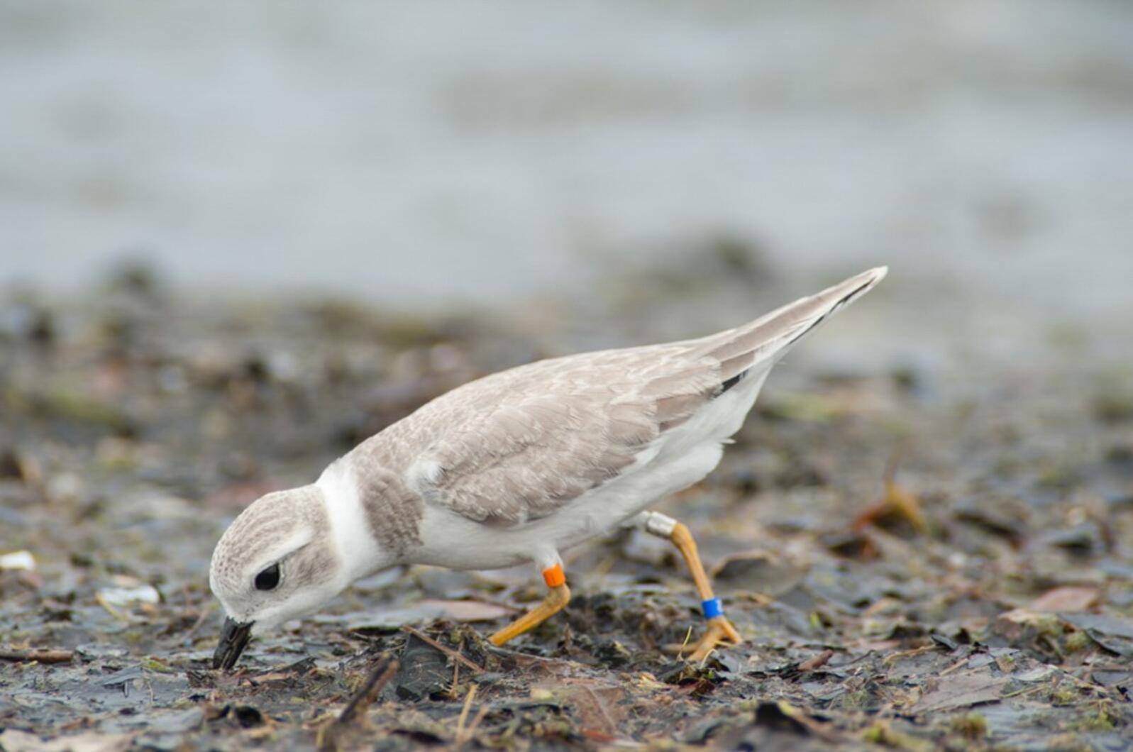 Great Lakes Piping Plover. Photo: Michael Greer