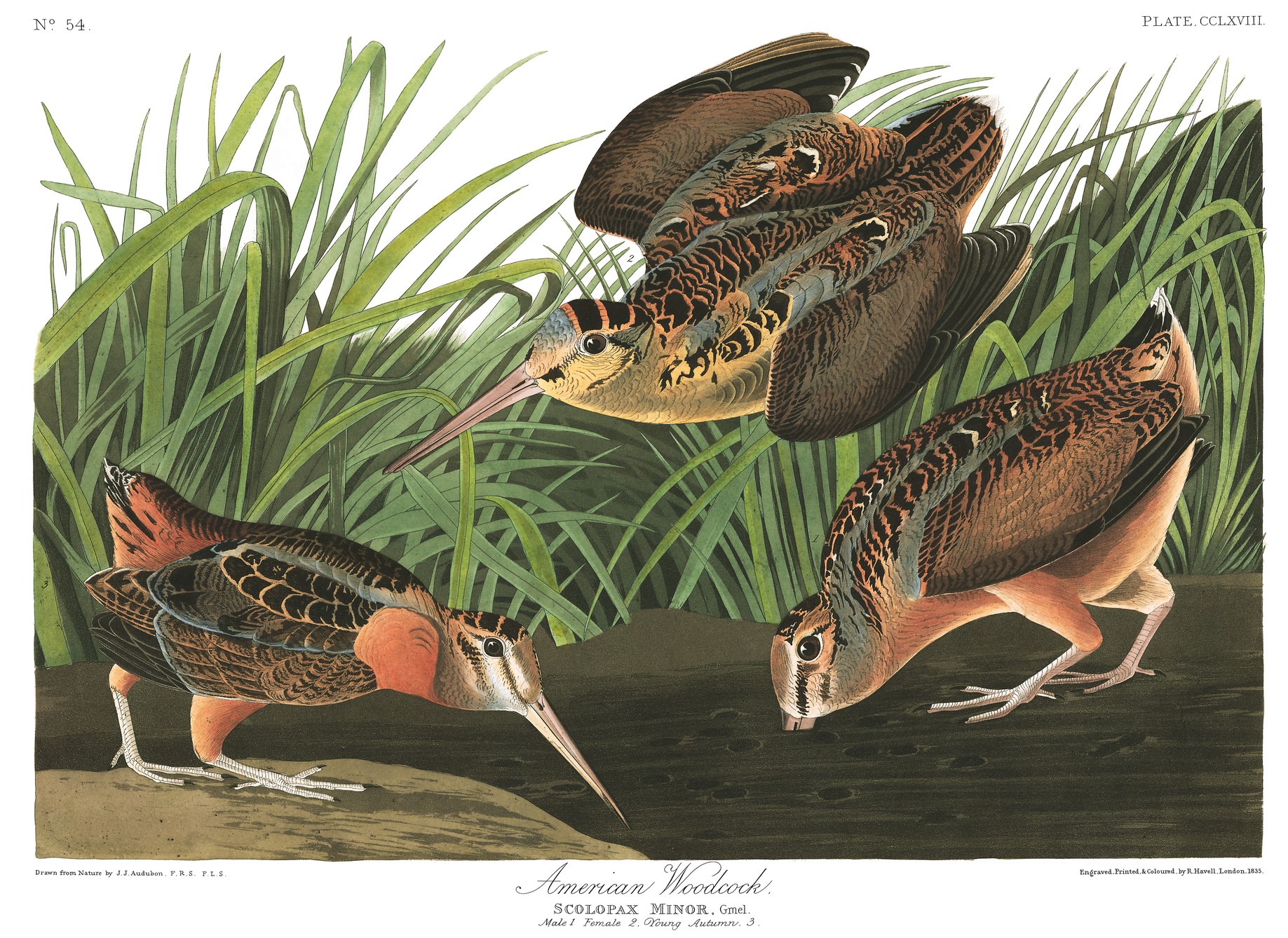 American Woodcock, John James Audubon