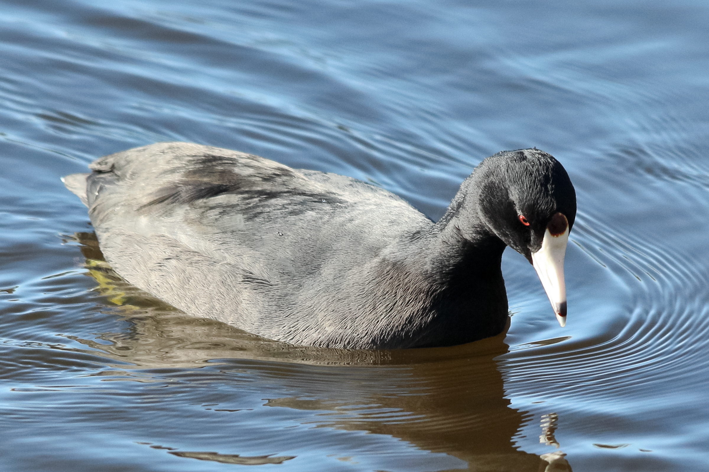American Coot in water