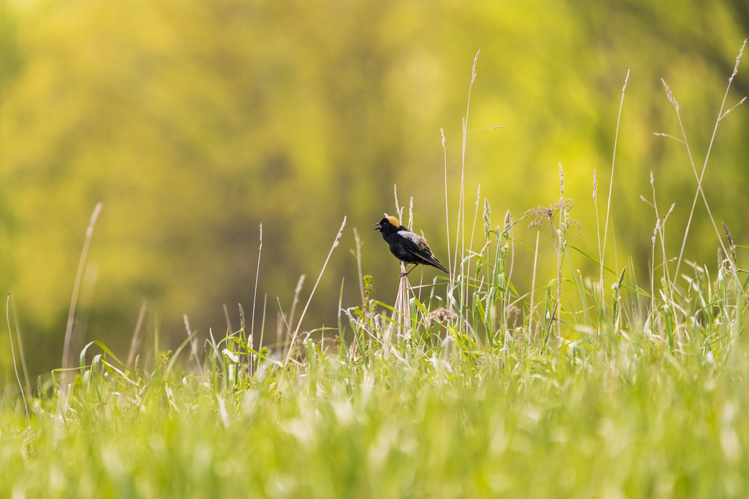 Robin Weinstein/Audubon Photography Awards