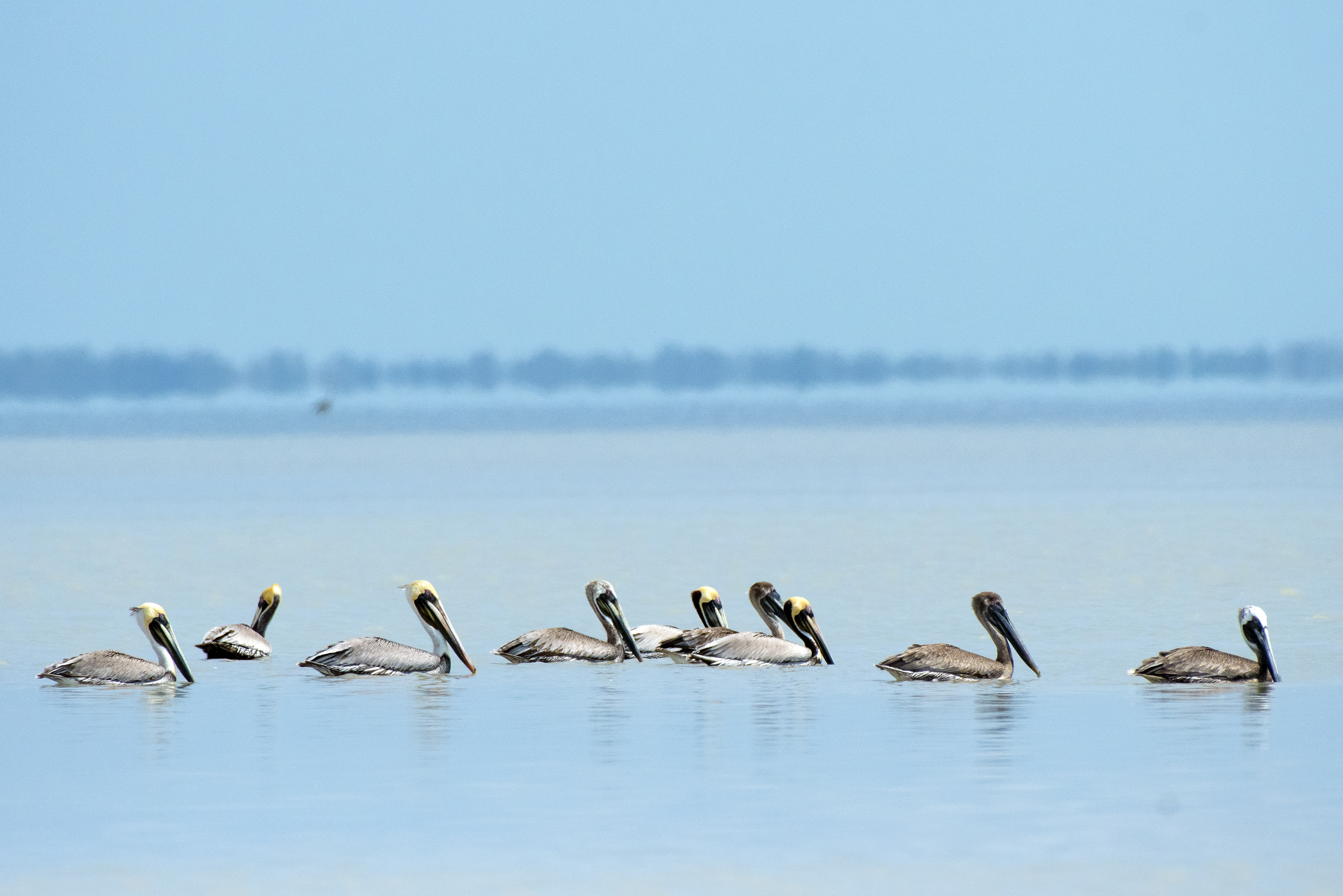 Brown Pelicans in Florida Bay. Photo by Ron Magill.